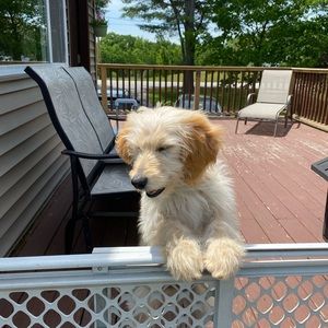 Meet your Posher, Kobe